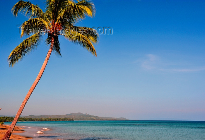 dominican349: Río San Juan, María Trinidad Sánchez province, Dominican republic: beach with coconut tree leaning over the sea - horizon - photo by M.Torres - (c) Travel-Images.com - Stock Photography agency - Image Bank