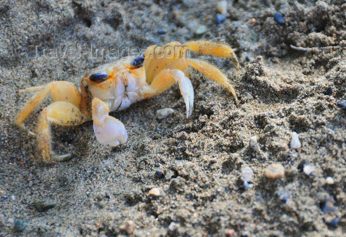 dominican350: Río San Juan, María Trinidad Sánchez province, Dominican republic: crab on the beach - photo by M.Torres - (c) Travel-Images.com - Stock Photography agency - Image Bank