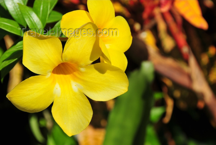 dominican351: Río San Juan, María Trinidad Sánchez province, Dominican republic: alamanda flowers - Golden Trumpet - Allamanda cathartica - photo by M.Torres - (c) Travel-Images.com - Stock Photography agency - Image Bank