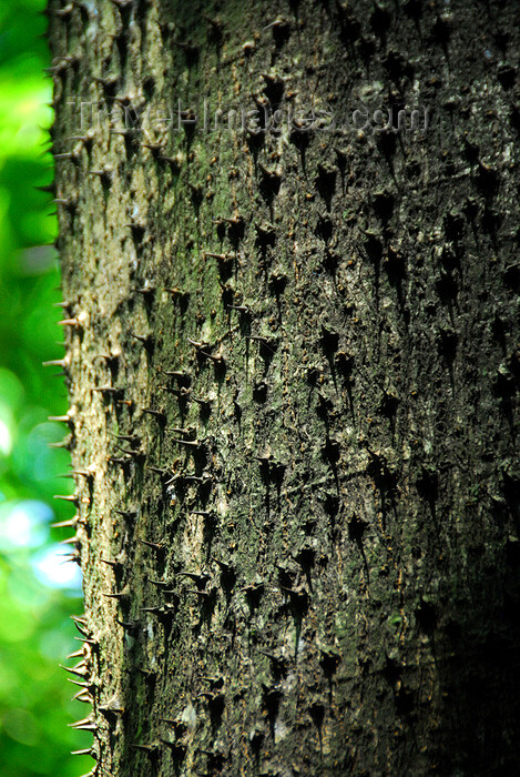 dominican46: Santo Domingo, Dominican Republic: Parque de los Tres Ojos - Park of the Three Eyes - thorns on a tree trunk - photo by M.Torres - (c) Travel-Images.com - Stock Photography agency - Image Bank