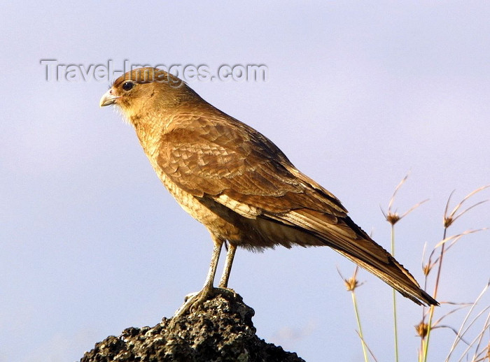 easter11: Easter Island - Chimango Caracaras - Milvago chimango - fauna - bird - photo by R.Eime - (c) Travel-Images.com - Stock Photography agency - Image Bank