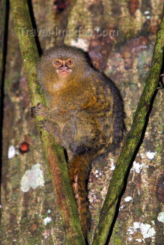 ecuador1: Ecuadorian Amazonia: pygmy marmoset monkey - Callithrix (Cebuella) pygmaea - rainforest - fauna of South America (photo by Rod Eime) - (c) Travel-Images.com - Stock Photography agency - Image Bank