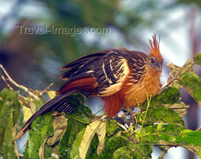 ecuador11: Ecuadorian Amazonia: the exotic Hoatzin bird - Opisthocomus hoazin (photo by Rod Eime) - (c) Travel-Images.com - Stock Photography agency - Image Bank