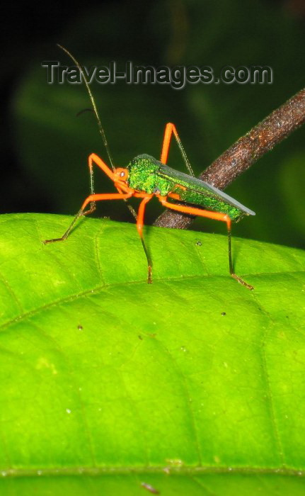 ecuador12: Ecuadorian Amazonia: green insect / insecto (photo by Rod Eime) - (c) Travel-Images.com - Stock Photography agency - Image Bank