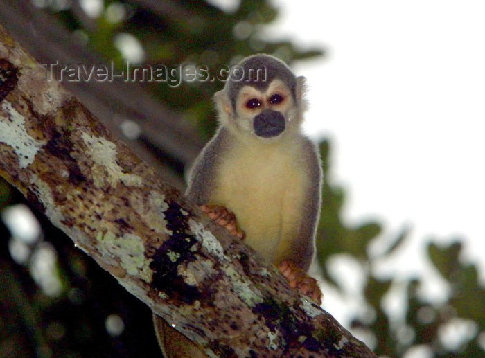 ecuador13: Ecuadorian Amazonia: Squirrel Monkey in the rainforest - Saimiri sciureus (photo by Rod Eime) - (c) Travel-Images.com - Stock Photography agency - Image Bank