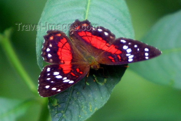 ecuador14: Ecuadorian Amazonia: butterfly - borboleta (photo by Rod Eime) - (c) Travel-Images.com - Stock Photography agency - Image Bank