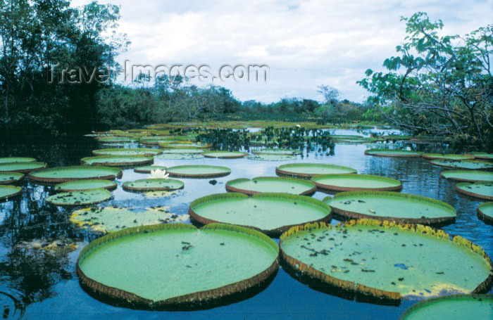 ecuador15: Ecuadorian Amazonia: giant water lilies - victoria regialily - nenufares (photo by Rod Eime) - (c) Travel-Images.com - Stock Photography agency - Image Bank