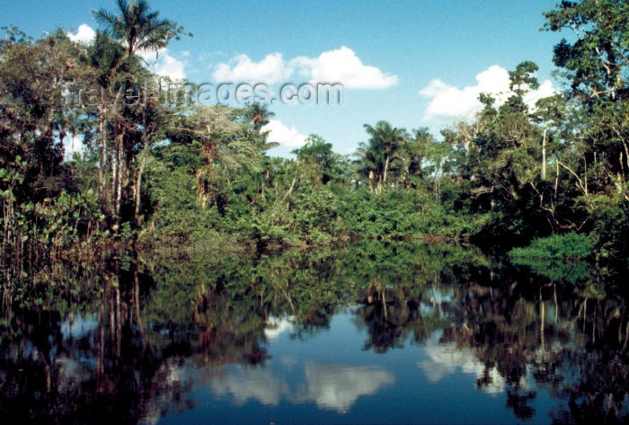 ecuador18: Ecuadorian Amazonia: rainforest - trees and the Pastaza River (photo by Rod Eime) - (c) Travel-Images.com - Stock Photography agency - Image Bank