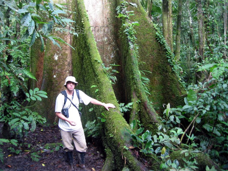 ecuador2: Ecuadorian Amazonia: the great Kapok tree - Ceiba pentandra (photo by Rod Eime) - (c) Travel-Images.com - Stock Photography agency - Image Bank