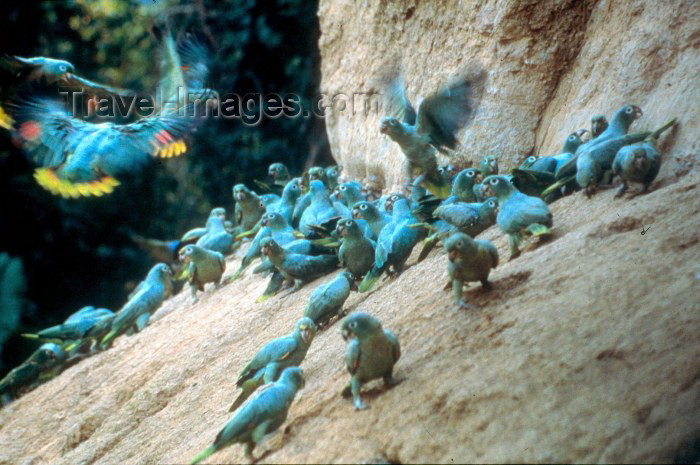 ecuador21: Ecuadorian Amazonia: Yasuni National Park - Yasuni Parrot Lick - parrots around a clay bank - near Sacha Lodge Resort - UNESCO Biosphere Reserve (photo by Rod Eime) - (c) Travel-Images.com - Stock Photography agency - Image Bank