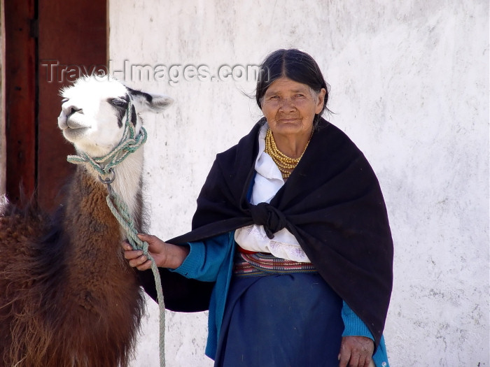 ecuador24: Ecuador - Otavalo (Imbabura province): llama (Lama glama) and otavalena (photo by A.Caudron) - (c) Travel-Images.com - Stock Photography agency - Image Bank