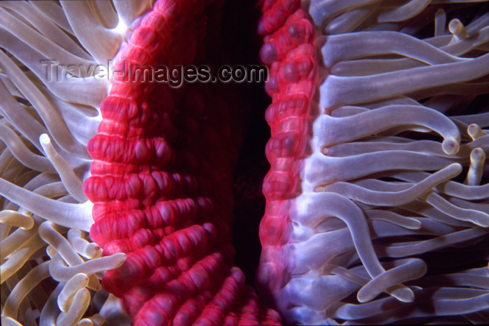 egypt-u1: Egypt - Red Sea - Marsa Alam area: anemone (underwater photography by K.Osborn) - (c) Travel-Images.com - Stock Photography agency - Image Bank