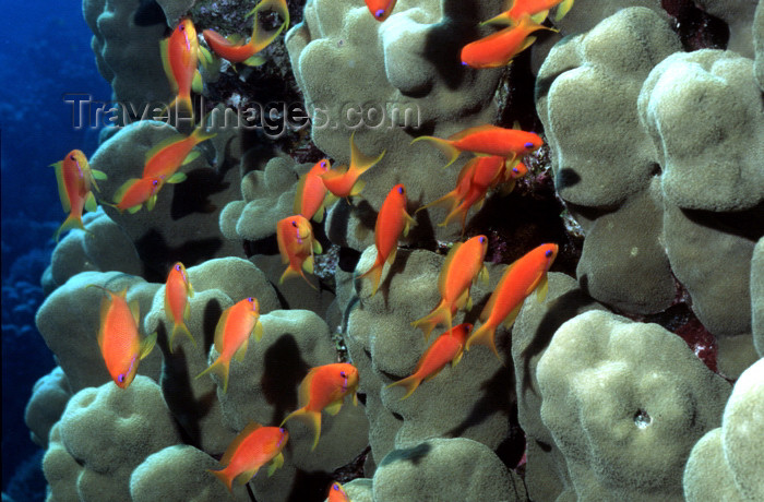 egypt-u10: Egypt - Red Sea - shoal of Auriga Butterflyfish - Chaetodon auriga - underwater photo by W.Allgöwer - Die Falterfische (Chaetodontidae) sind eine Gruppe auffälliger tropischer Meeresfische. Ihr Lebensraum sind die Riffe im Atlantik, im Indischen Ozean und - (c) Travel-Images.com - Stock Photography agency - Image Bank