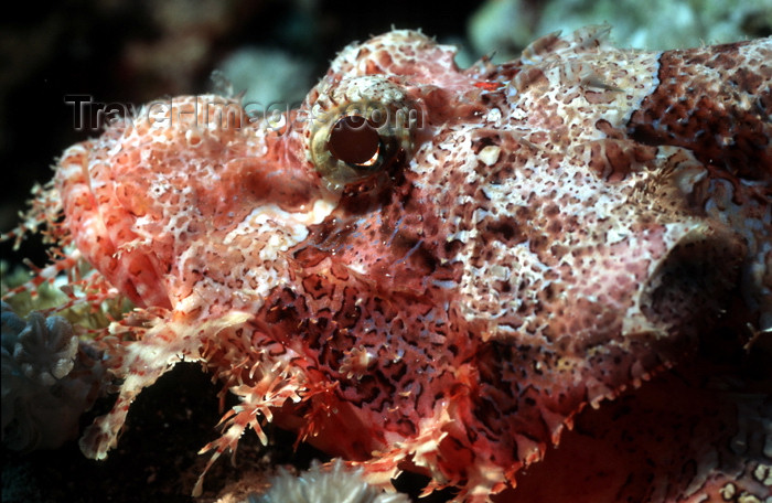egypt-u11: Egypt - Red Sea - scorpionfish in the bottom - underwater photo by W.Allgöwer - Der Bärtige Drachenkopf ist ein sehr träger Bodenfisch, der sich auf seine Tarnung verläßt. Er ist mit dem atlantischen Rotbarsch verwandt. Beide gehören der Familie der Panze - (c) Travel-Images.com - Stock Photography agency - Image Bank
