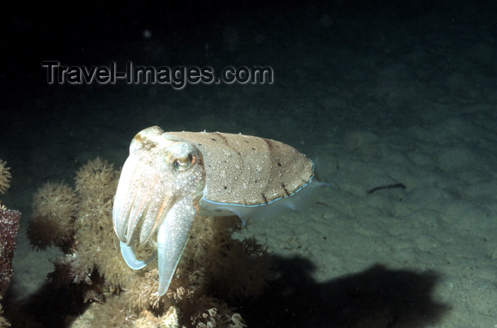 egypt-u12: Egypt - Red Sea - Common Cuttlefish - Sepia officinalis - underwater photo by W.Allgöwer - Tintenfisch - Besonders eindrucksvollsvoll ist bei dieser Sepia der Farbwechsel, da sich die Tönung ihrer Haut nahezu von einem Augenblick zum nächsten ändern kann. - (c) Travel-Images.com - Stock Photography agency - Image Bank