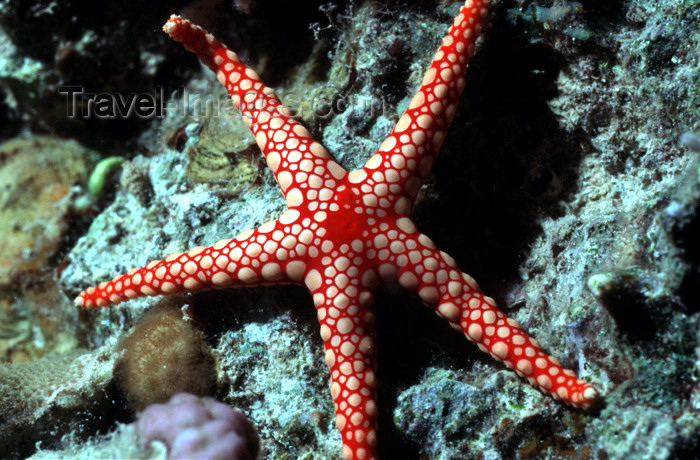 egypt-u13: Egypt - Red Sea - starfish - Marble Star / Necklace Seastar - Fromia monilis - underwater photo by W.Allgöwer - Roter Maschenstern, Seesterne (Asteroidea) (abgeleitet von lat. aster, Stern) sind eine Klasse von Eleutherozoen innerhalb des Stamms der Stach - (c) Travel-Images.com - Stock Photography agency - Image Bank