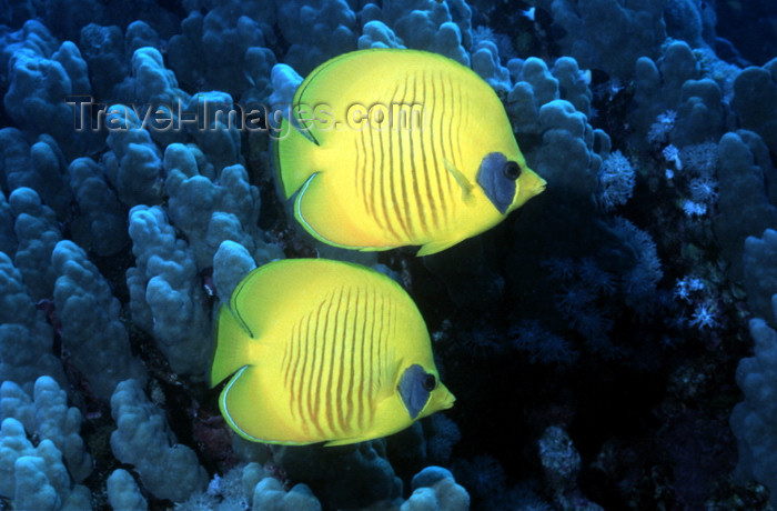 egypt-u14: Egypt - Red Sea - pair of Bluecheek butterflyfish - Chaetodon semilarvatus - underwater photo by W.Allgöwer - Masken-Falterfisch - Die Falterfische (Chaetodontidae) sind eine Gruppe auffälliger tropischer Meeresfische. Ihr Lebensraum sind die Riffe im Atl - (c) Travel-Images.com - Stock Photography agency - Image Bank