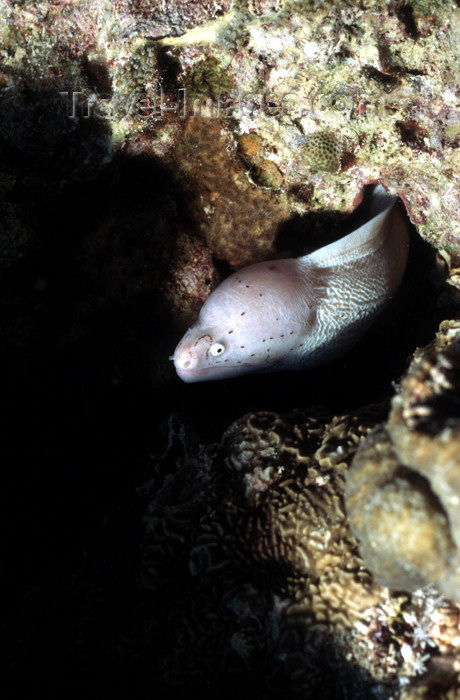 egypt-u15: Egypt - Red Sea - Grey Moray eel - Siderea grisea - underwater photo by W.Allgöwer - Muränen (Muraenidae) sind eine Familie der Aalartigen Fische. Es handelt sich um aalähnliche, bis über 3 Meter lange Knochenfische, die in 200 Arten in tropischen und sub - (c) Travel-Images.com - Stock Photography agency - Image Bank