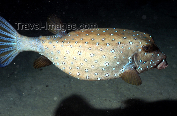 egypt-u16: Egypt - Red Sea - yellow-brown Boxfish - underwater photo by W.Allgöwer - Die Kofferfische (Ostraciontidae) sind eine Familie in der Ordnung der Haftkiefer (Tetraodontiformes). Bei den Kofferfischen werden zwei Unterfamilien unterschieden. Die ursprünglic - (c) Travel-Images.com - Stock Photography agency - Image Bank