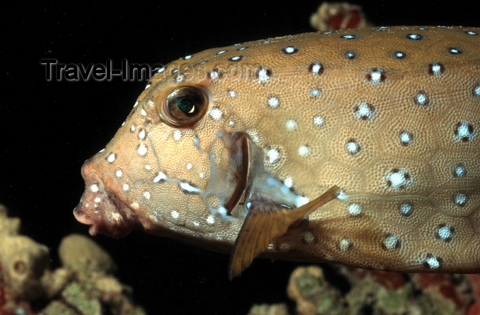 egypt-u17: Egypt - Red Sea - yellow-brown Boxfish - head - underwater photo by W.Allgöwer - Die Kofferfische (Ostraciontidae) sind eine Familie in der Ordnung der Haftkiefer (Tetraodontiformes). Bei den Kofferfischen werden zwei Unterfamilien unterschieden. Die ursp - (c) Travel-Images.com - Stock Photography agency - Image Bank
