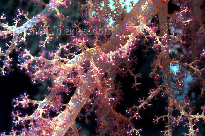egypt-u18: Egypt - Red Sea - soft coral - underwater photo by W.Allgöwer - Prachtkorallen kommen im Indopazifik vor, die meisten Arten leben in Innenriffen im warmen Flachwasser. Sie vertragen die Temperaturschwankungen, Änderungen des Salzgehaltes und des PH-Wertes - (c) Travel-Images.com - Stock Photography agency - Image Bank