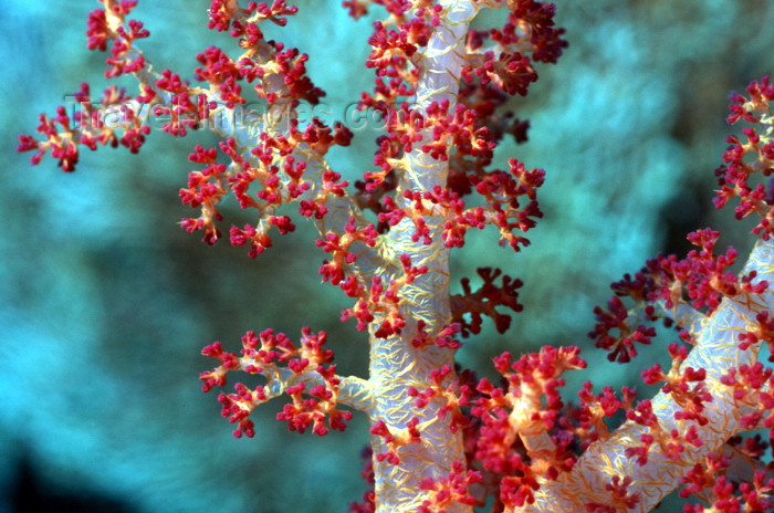 egypt-u19: Egypt - Red Sea - soft coral close-up - underwater photo by W.Allgöwer - Prachtkorallen kommen im Indopazifik vor, die meisten Arten leben in Innenriffen im warmen Flachwasser. Sie vertragen die Temperaturschwankungen, Änderungen des Salzgehaltes und des  - (c) Travel-Images.com - Stock Photography agency - Image Bank