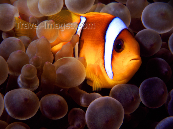 egypt-u2: Egypt - Red Sea - Marsa Alam area: clown fish hiding in anemone - nemo (underwater photography by K.Osborn) - (c) Travel-Images.com - Stock Photography agency - Image Bank