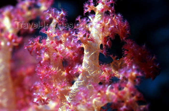 egypt-u20: Egypt - Red Sea - soft coral detail - Pink Alcynarian - underwater photo by W.Allgöwer - Prachtkorallen kommen im Indopazifik vor, die meisten Arten leben in Innenriffen im warmen Flachwasser. Sie vertragen die Temperaturschwankungen, Änderungen des Salzg - (c) Travel-Images.com - Stock Photography agency - Image Bank