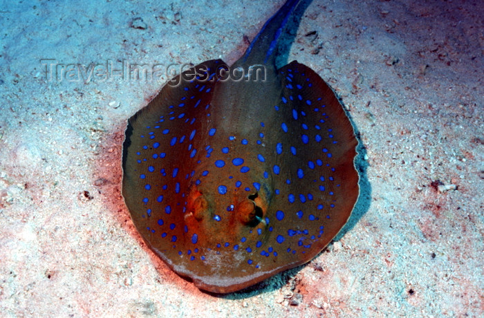 egypt-u21: Egypt - Red Sea - Blue-Spotted Stingray - Taeniura lymma - underwater photo by W.Allgöwer - Blaupunktrochen sind Fische aus der Klasse der Knorpelfische. Sie besitzen einen stark dorsoventral abgeplatteten Körper und große Brustflossen, die mit dem Kopf v - (c) Travel-Images.com - Stock Photography agency - Image Bank