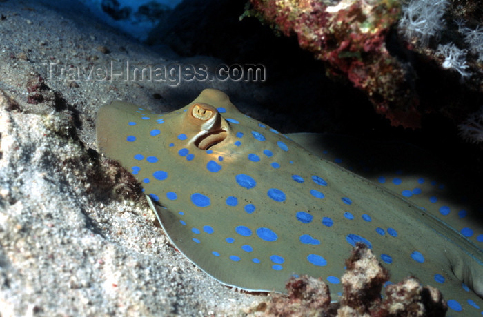 egypt-u22: Egypt - Red Sea - Blue-Spotted Stingray under rocks - Taeniura lymma - underwater photo by W.Allgöwer - Blaupunktrochen sind Fische aus der Klasse der Knorpelfische. Sie besitzen einen stark dorsoventral abgeplatteten Körper und große Brustflossen, die mi - (c) Travel-Images.com - Stock Photography agency - Image Bank