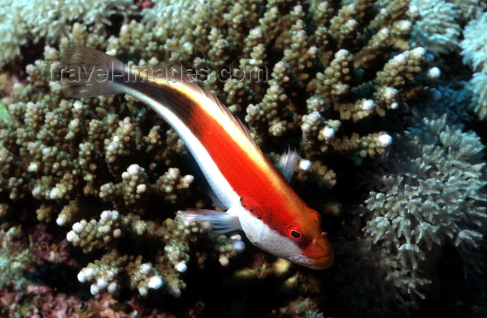 egypt-u23: Egypt - Red Sea - Arc-Eyed Hawkfish - Paracirrhites arcatus - underwater photo by W.Allgöwer - Die Familie der Korallenwächter oder Büschelbarsche (Cirrhitidae) gehört zur Ordnung der Barschartigen und umfasst etwa 35 Arten in 10 Gattungen, die meist um 1 - (c) Travel-Images.com - Stock Photography agency - Image Bank