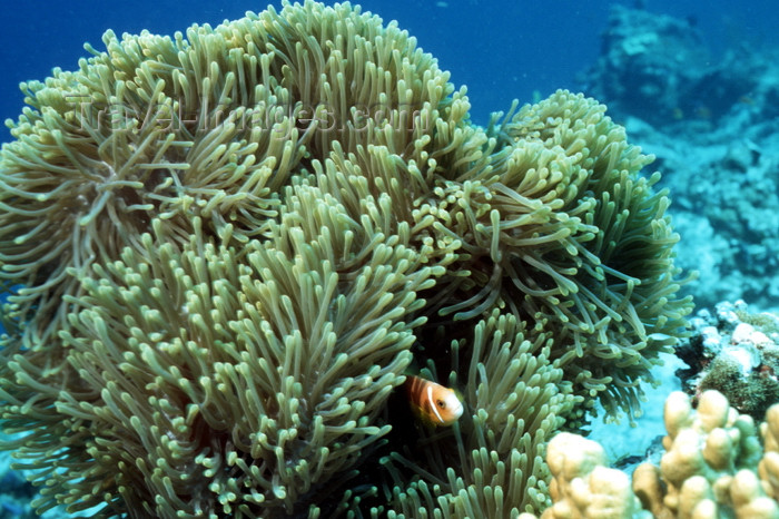 egypt-u26: Egypt - Red Sea - magnificent sea anemone or Ritteri anemone - Heteractis magnifica - underwater photo by W.Allgöwer - Prachtanemonen, Symbioseanemonen sind Seeanemonen (Anthozoa), die mit Anemonenfischen (Amphiprioninae) in Symbiose leben. Es gibt 10 Art - (c) Travel-Images.com - Stock Photography agency - Image Bank