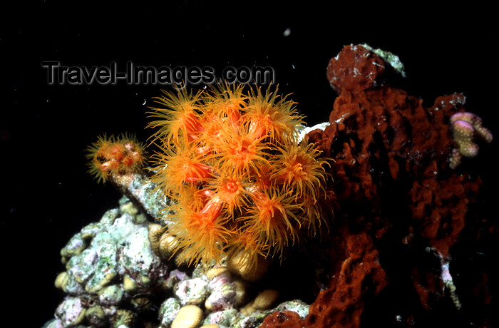 egypt-u27: Egypt - Red Sea - red coral - Dendrophyllia sp. - underwater photo by W.Allgöwer - Rote Zäpfchenkoralle, Dendrophyllia, mit herrlichen gelborangenen Polypen welche nur nachts voll geöffnet werden. Lebensraum: Unter Überhängen und an den Decken von Höhlen. - (c) Travel-Images.com - Stock Photography agency - Image Bank