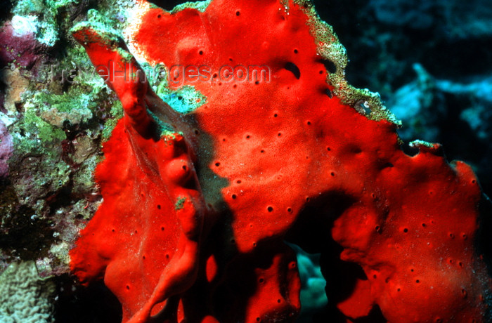 egypt-u28: Egypt - Red Sea - red Boring Sponge - Cliona vastifica - underwater photo by W.Allgöwer - Der Rote Bohrschwamm bildet im Substrat, das sie befallen (Muscheln, Korallen etc.) ein dichtes Geflecht, daß das Opfer regelrecht durchwuchert und dabei abtötet. Di - (c) Travel-Images.com - Stock Photography agency - Image Bank