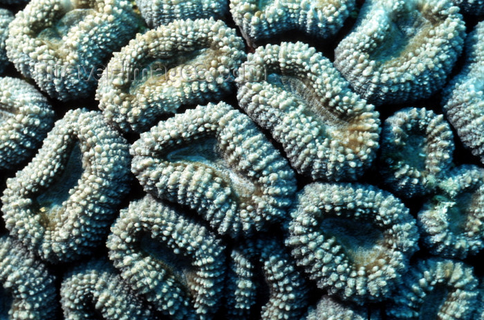 egypt-u29: Egypt - Red Sea - Brain Coral - Lobophyllia spp. - underwater photo by W.Allgöwer - Rosenkorallen kommen ausschließlich im Meer vor, insbesondere im Tropengürtel. Sie leben meist sesshaft (sessil) in Kolonien. Im Hinblick auf die Wuchsform unterscheidet m - (c) Travel-Images.com - Stock Photography agency - Image Bank