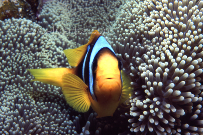 egypt-u3: Egypt - Red Sea - Marsa Alam area: clown fish (underwater photography by K.Osborn) - (c) Travel-Images.com - Stock Photography agency - Image Bank