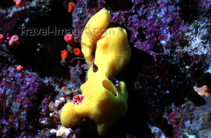 egypt-u30: Egypt - Red Sea - yellow tube sponge - Siphonochalina sp. - underwater photo by W.Allgöwer - Der Gelbe Röhrenschwamm gehört zu den Schwämmen. Die Schwämme (Porifera) bilden einen Tierstamm innerhalb der Abteilung der Gewebelosen (Parazoa). Sie leben alles - (c) Travel-Images.com - Stock Photography agency - Image Bank