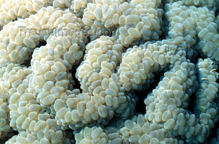 egypt-u31: Egypt - Red Sea - Bubble Coral - underwater photo by W.Allgöwer - Blasenanemonen, Symbioseanemonen sind Seeanemonen (Anthozoa), die mit Anemonenfischen (Amphiprioninae) in Symbiose leben. Es gibt 10 Arten, die nicht alle näher miteinander verwandt sind. D - (c) Travel-Images.com - Stock Photography agency - Image Bank