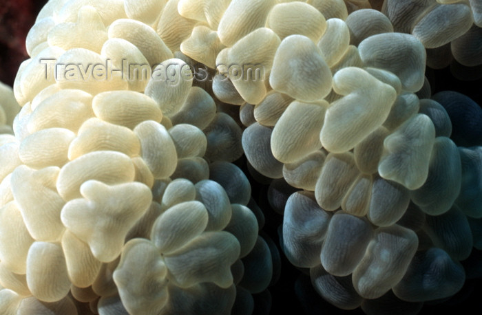 egypt-u32: Egypt - Red Sea - Bubble Coral - detail - underwater photo by W.Allgöwer - Blasenanemonen, Symbioseanemonen sind Seeanemonen (Anthozoa), die mit Anemonenfischen (Amphiprioninae) in Symbiose leben. Es gibt 10 Arten, die nicht alle näher miteinander verwand - (c) Travel-Images.com - Stock Photography agency - Image Bank