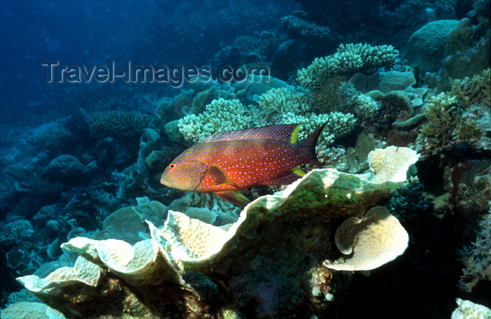 egypt-u33: Egypt - Red Sea - Miniatus Grouper - Cephalopholis miniata - underwater photo by W.Allgöwer - Die Zackenbarsche (Epinephelinae) bilden eine große Unterfamilie der Sägebarsche. Man geht von weltweit rund 350 Arten aus. Zu ihnen gehört mit dem Riesenzackenb - (c) Travel-Images.com - Stock Photography agency - Image Bank