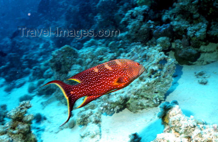 egypt-u34: Egypt - Red Sea - Louti Grouper - Variola louti - Cephalopholis miniata - underwater photo by W.Allgöwer - Die Zackenbarsche (Epinephelinae) bilden eine große Unterfamilie der Sägebarsche. Man geht von weltweit rund 350 Arten aus. Zu ihnen gehört mit dem  - (c) Travel-Images.com - Stock Photography agency - Image Bank