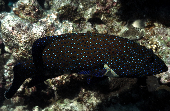 egypt-u35: Egypt - Red Sea - Blue Spotted Grouper - Cephalopholis argus - underwater photo by W.Allgöwer - Die Zackenbarsche (Epinephelinae) bilden eine große Unterfamilie der Sägebarsche. Man geht von weltweit rund 350 Arten aus. Zu ihnen gehört mit dem Riesenzacke - (c) Travel-Images.com - Stock Photography agency - Image Bank