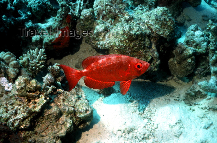 egypt-u36: Egypt - Red Sea - Moontail bullseye - Priacanthus hamrur - underwater photo by W.Allgöwer - Der Riff-Großaugenbarsch, Priacanthus hamrur, gehört zu den Barschartigen (Perciformes), auch Barschfische genannt. Sie sind eine Ordnung der Klasse der Knochenfis - (c) Travel-Images.com - Stock Photography agency - Image Bank