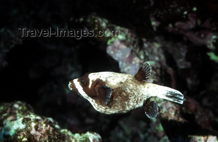 egypt-u37: Egypt - Red Sea - Masked puffer fish - Arothron diadematus - underwater photo by W.Allgöwer - Der Maskenkugelfisch: Die Familie Kugelfische (Tetradontidae) (= Vierzähner) gehört zu der Unterordnung der Kugelfischähnlichen (Tetradontidei) in die Ordnung Ku - (c) Travel-Images.com - Stock Photography agency - Image Bank