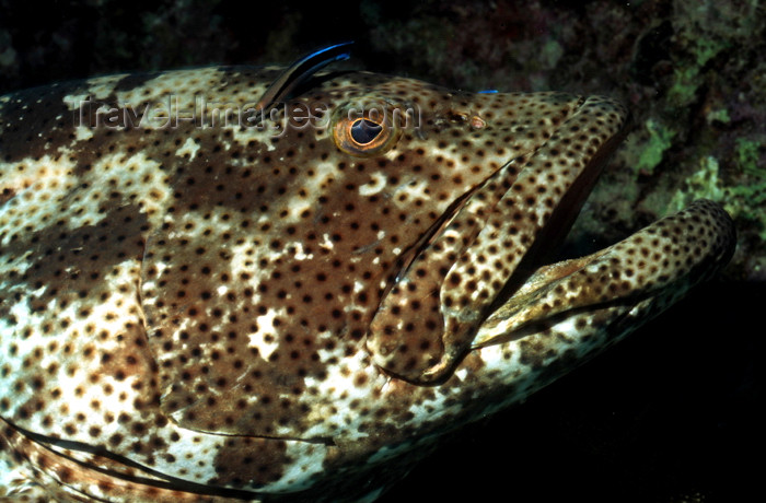 egypt-u38: Egypt - Red Sea - Grouper with Cleaner Wrasse - underwater photo by W.Allgöwer - Die Zackenbarsche (Epinephelinae) bilden eine große Unterfamilie der Sägebarsche. Man geht von weltweit rund 350 Arten aus. Zu ihnen gehört mit dem Riesenzackenbarsch (Epinep - (c) Travel-Images.com - Stock Photography agency - Image Bank