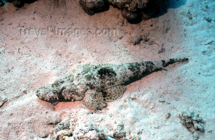 egypt-u39: Egypt - Red Sea - Crocodile Fish - Cymbacephalus beauforti - underwater photo by W.Allgöwer - Krokodilfische sind vornehmlich Bodenbewohner. Man trifft sie meistens in Tiefen zwischen 20 und 55 Meter. Zuweilen auch in Flachwasserzonen von Lagunen. Dort li - (c) Travel-Images.com - Stock Photography agency - Image Bank