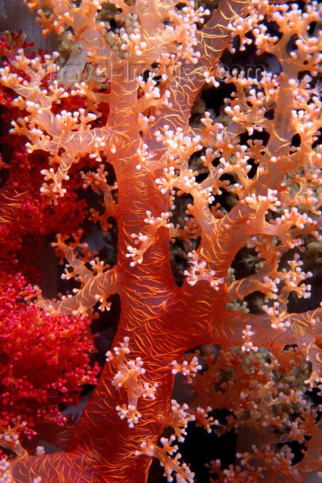 egypt-u4: Egypt - Red Sea - Marsa Alam area: flower coral (underwater photography by K.Osborn) - (c) Travel-Images.com - Stock Photography agency - Image Bank