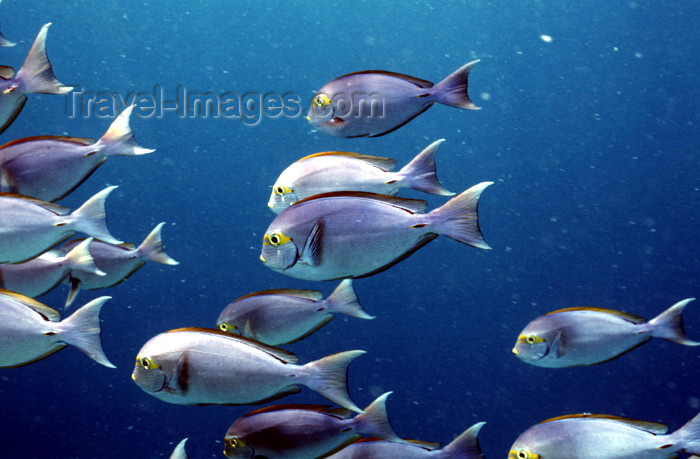 egypt-u41: Egypt - Red Sea - shoal of Elongate surgeonfish - Acanthurus mata - underwater photo by W.Allgöwer - Skalpelldoktorfische (Acanthurinae) sind die größte Unterfamilie der Doktorfische. Sie beinhaltet 4 der 6 Gattungen dieser Familie. Die Skalpelldoktorfisc - (c) Travel-Images.com - Stock Photography agency - Image Bank