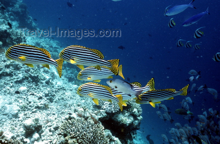 egypt-u42: Egypt - Red Sea - group of Indian Ocean oriental sweetlips - Plectorhinchus vittatus - underwater photo by W.Allgöwer - Die Süßlippen (Haemulidae) sind eine große Familie von Fischen, die zur Ordnung der Barschartigen gehören. Andere Bezeichnungen für die - (c) Travel-Images.com - Stock Photography agency - Image Bank