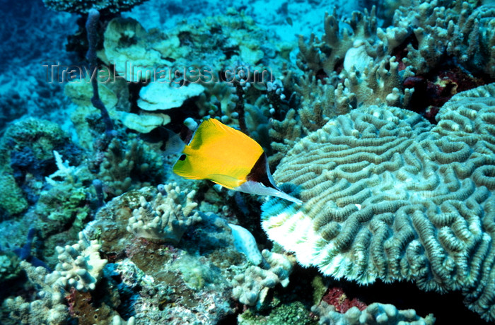 egypt-u44: Egypt - Red Sea - Longnose butterflyfish - Forcipiger flavissimus - underwater photo by W.Allgöwer - Gelber Maskenpinzettfisch, Forcipiger flavissmus, Der Gelbe Maskenpinzettfisch erreicht eine Länge von bis zu 22 cm. Er ist eine territoriale Fischart, de - (c) Travel-Images.com - Stock Photography agency - Image Bank